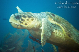 Cahuama huge, San Pedro Belize by Alejandro Topete 